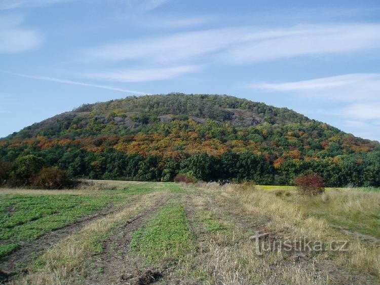 Гірський Ріп