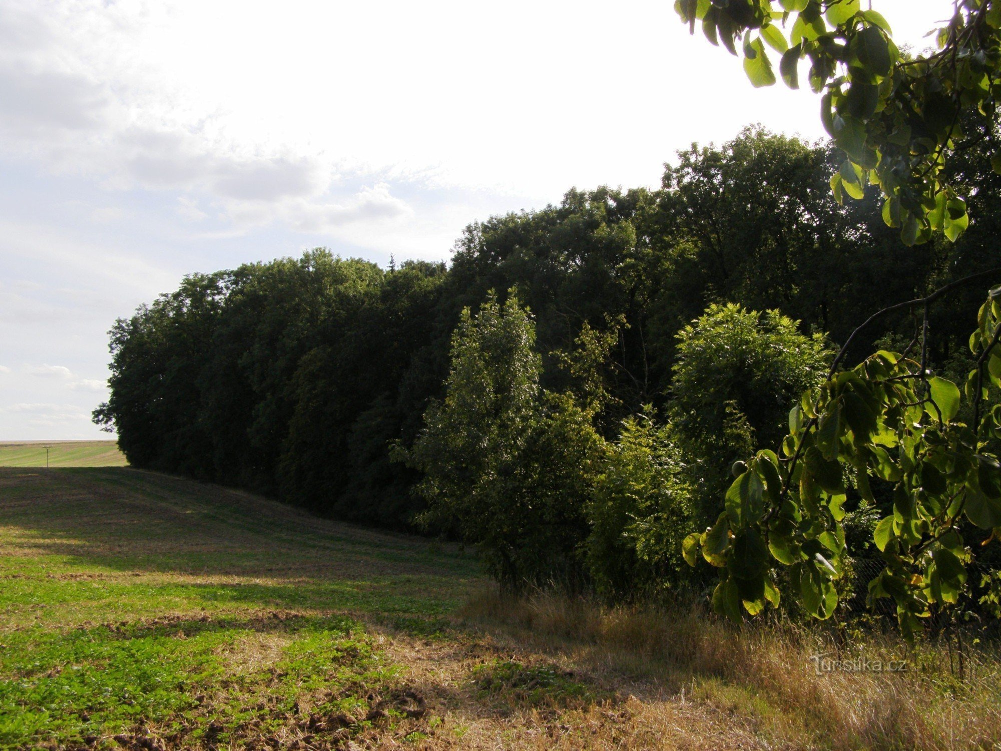 Horiněvesk pheasant