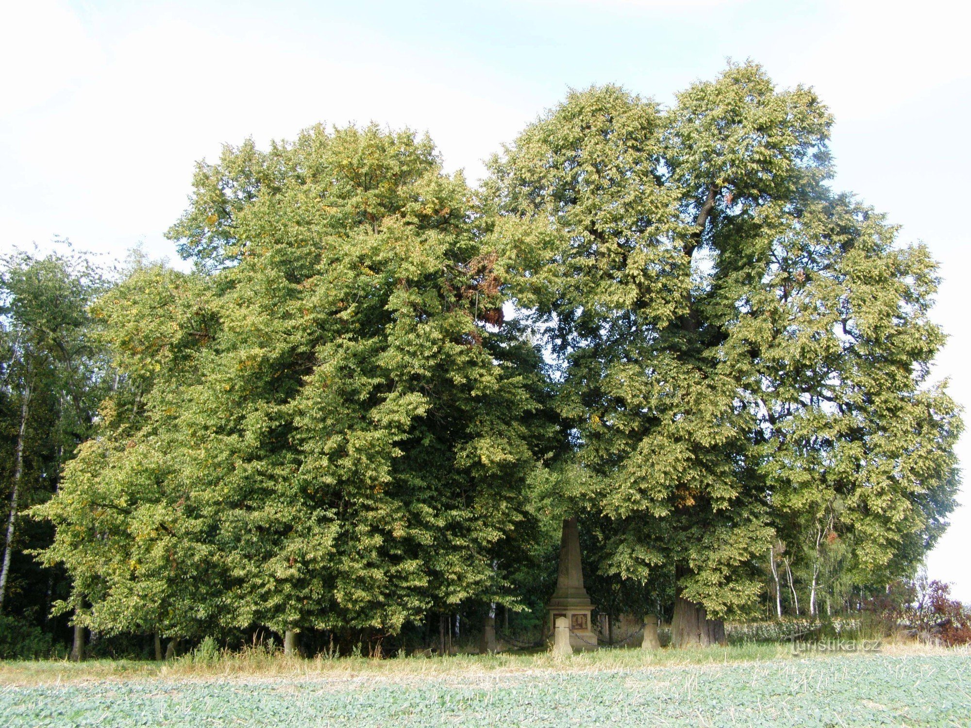 Hořiněveske lindens