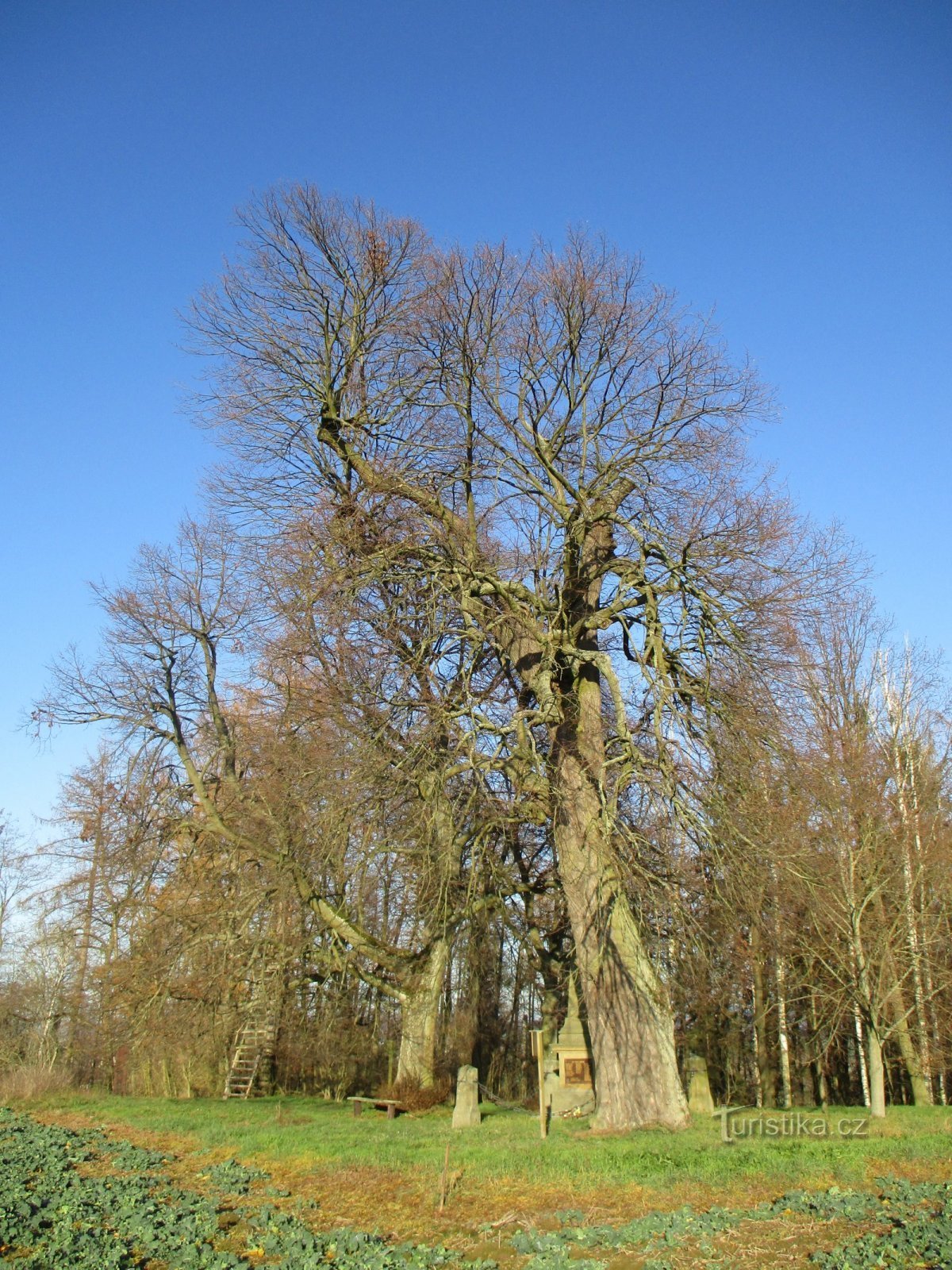 Hoříněves Linden und der bewaldete Teil der ursprünglichen Obstgärten (Hoříněves, 30.11.2019)