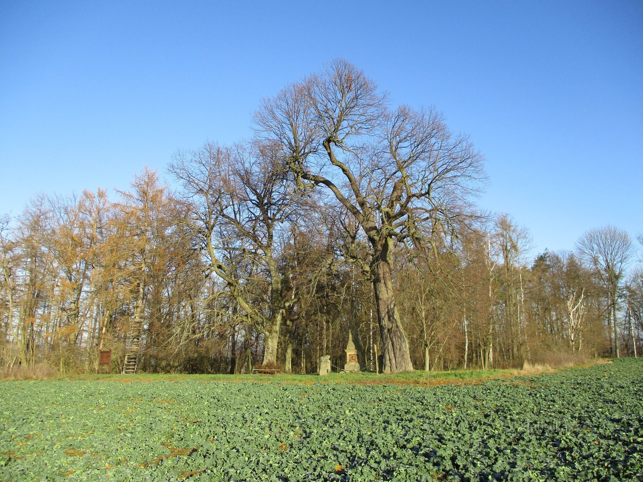 Hořiněveské lípy (Hořiněves)