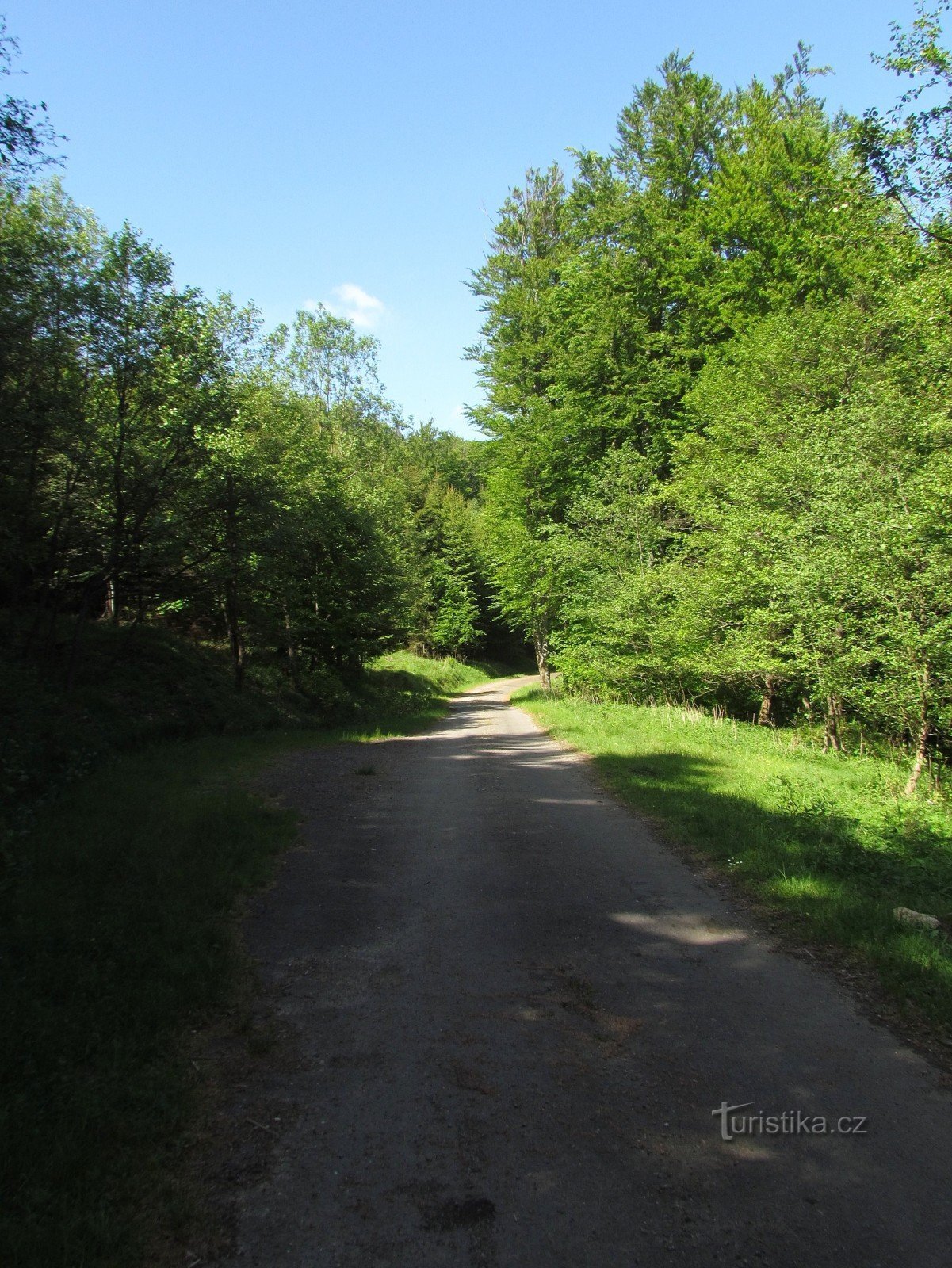 camino forestal superior
