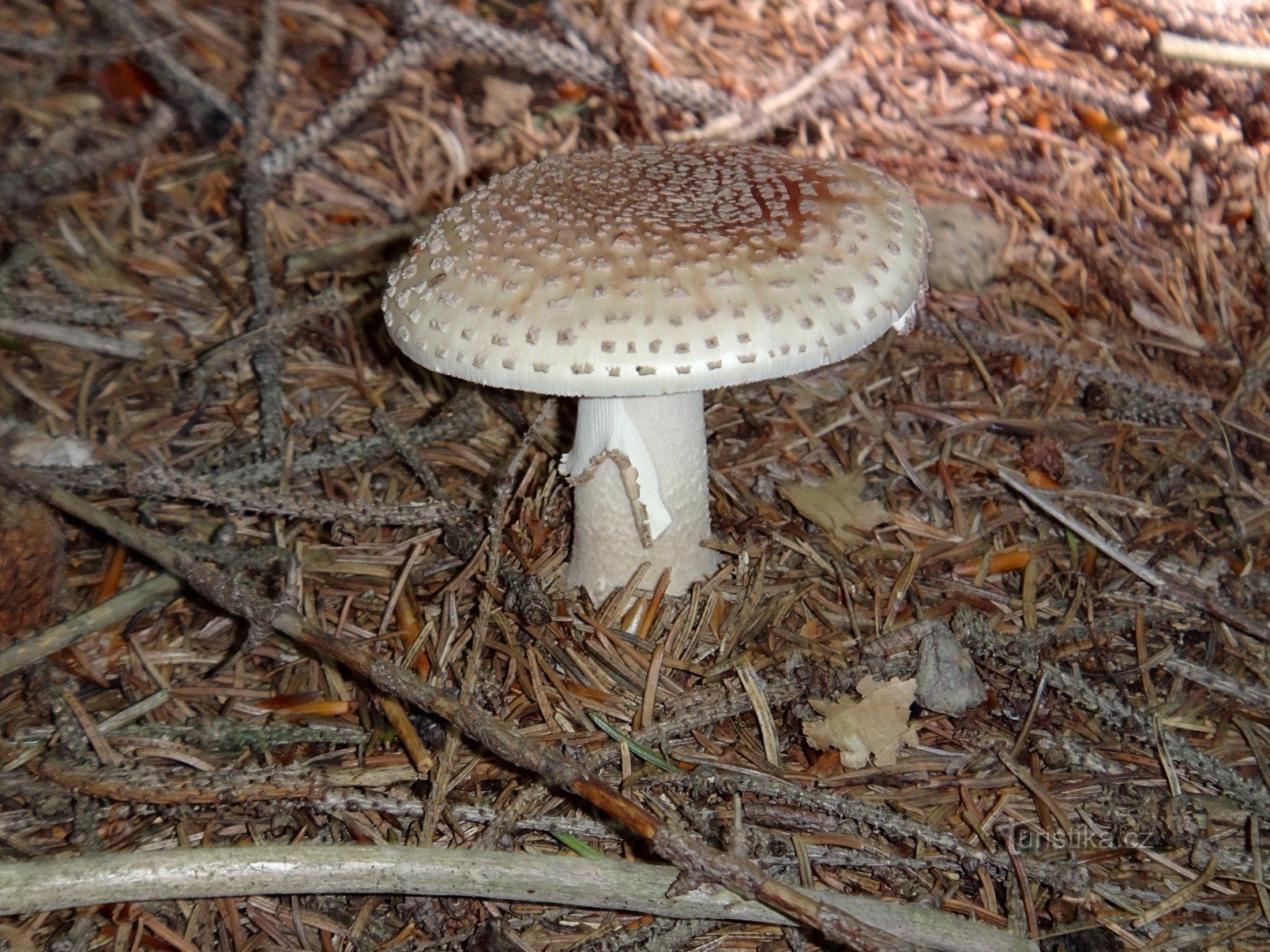 Er groeiden champignons van Horní Lomná Kyčmol