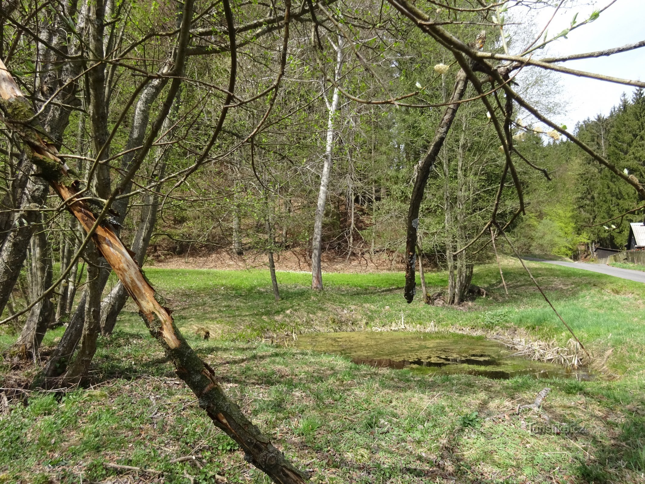 Horní Lomná - zones humides et prairie