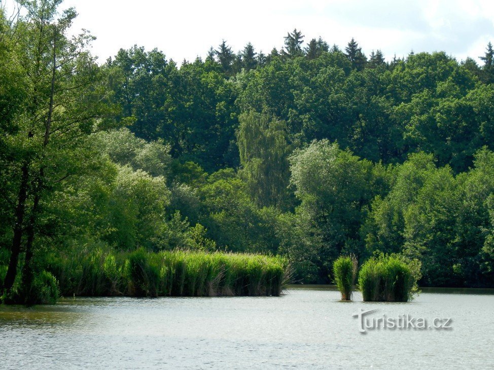 Upper pond, southwest corner