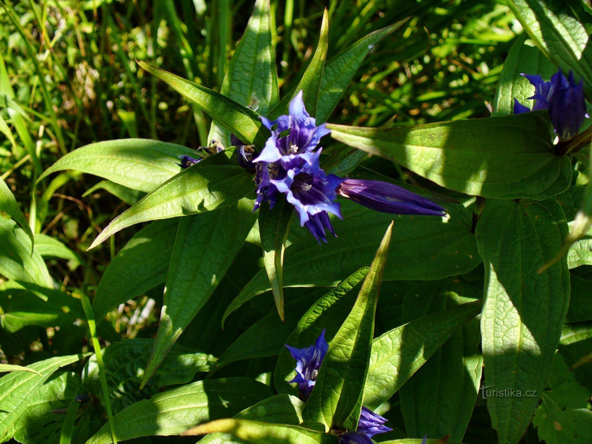 Bjerg blomst