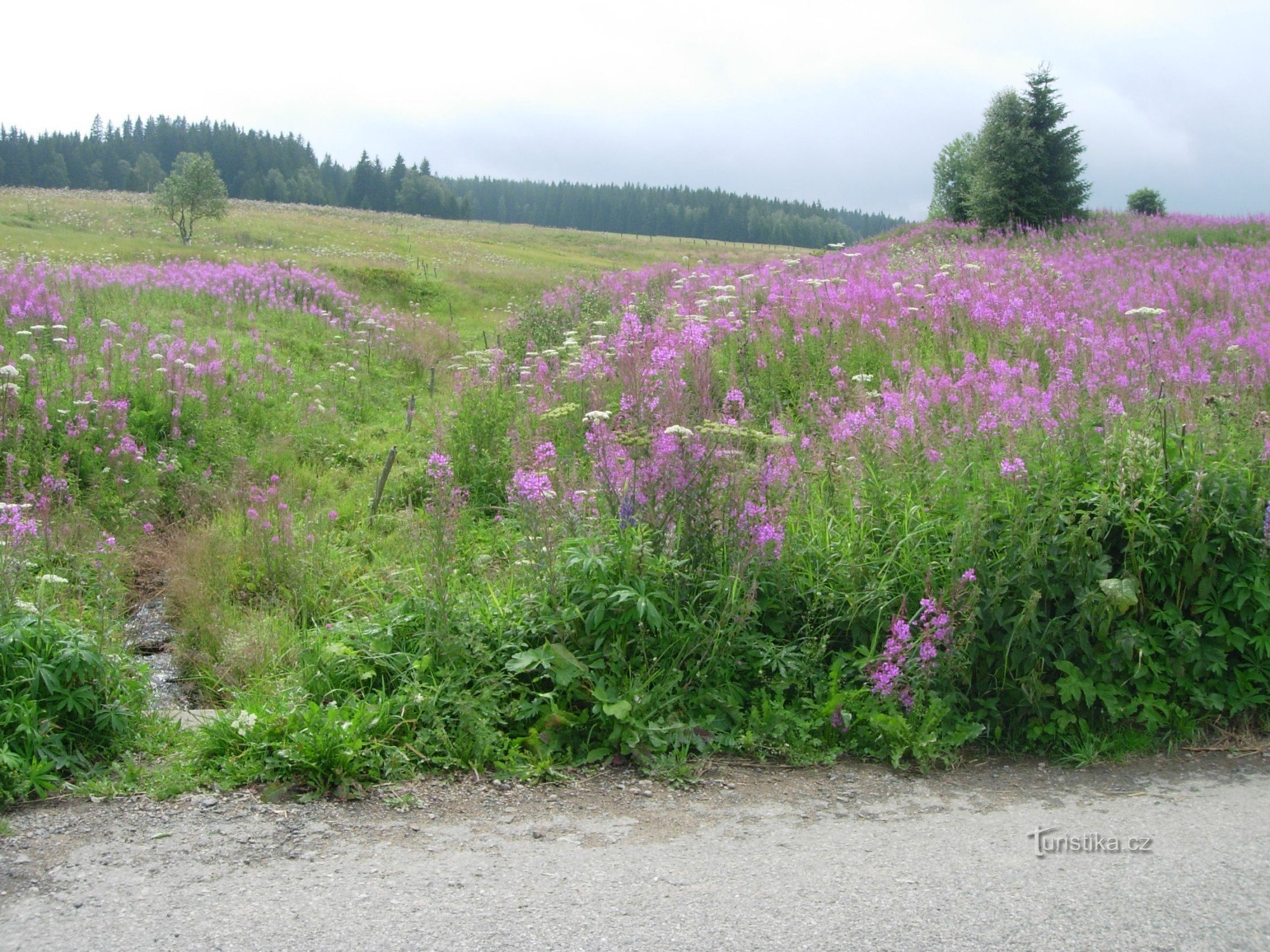 Prati di montagna sopra Kvilda