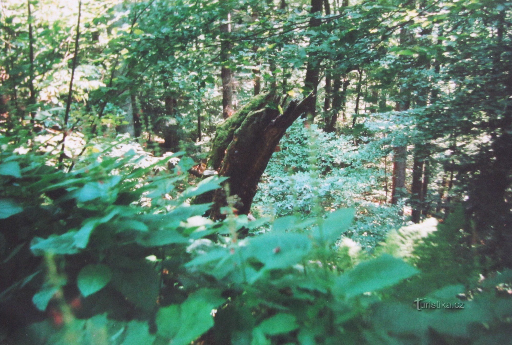 Bergwald an den Hängen von Makyta