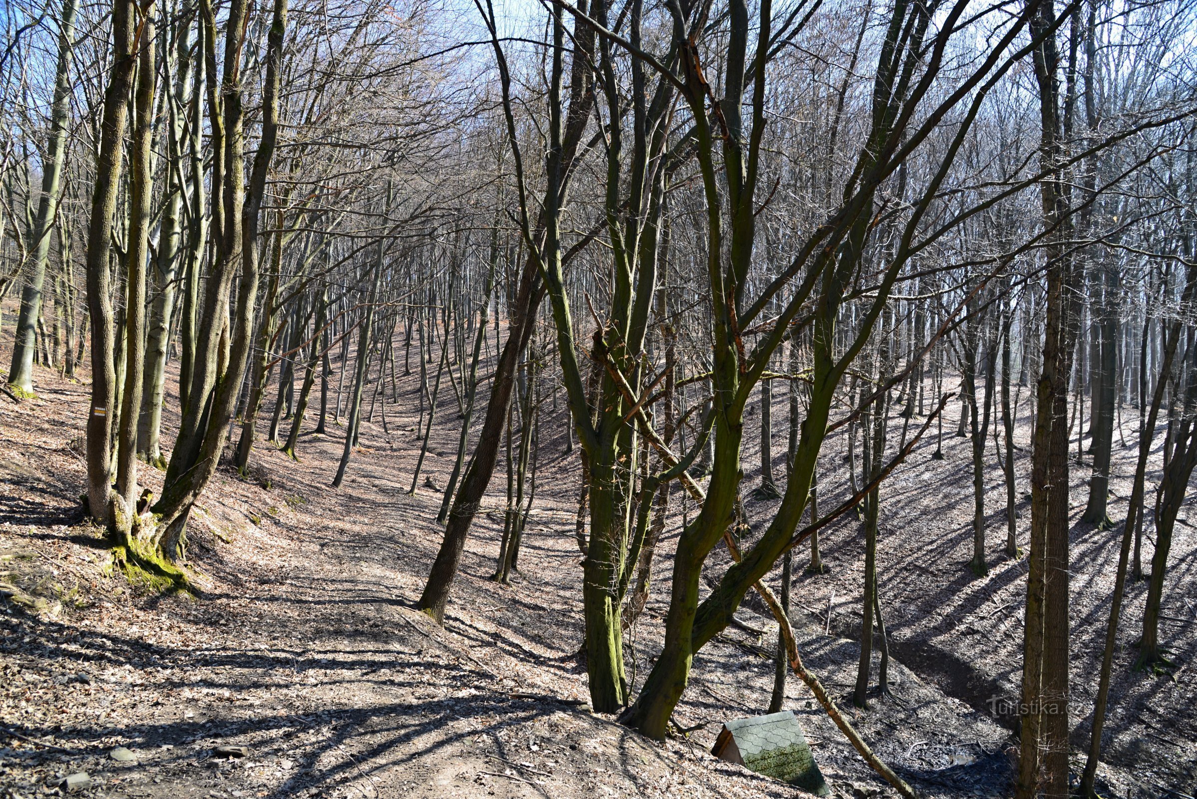 Hostýnské vrchy: Bosjes - op het gele wandelpad