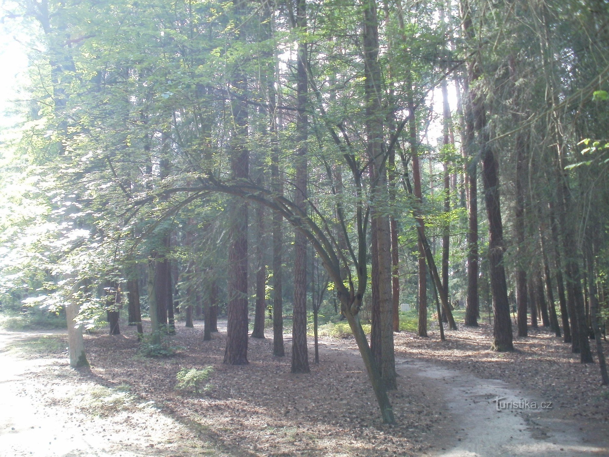 Hradec Králové - nghĩa trang rừng