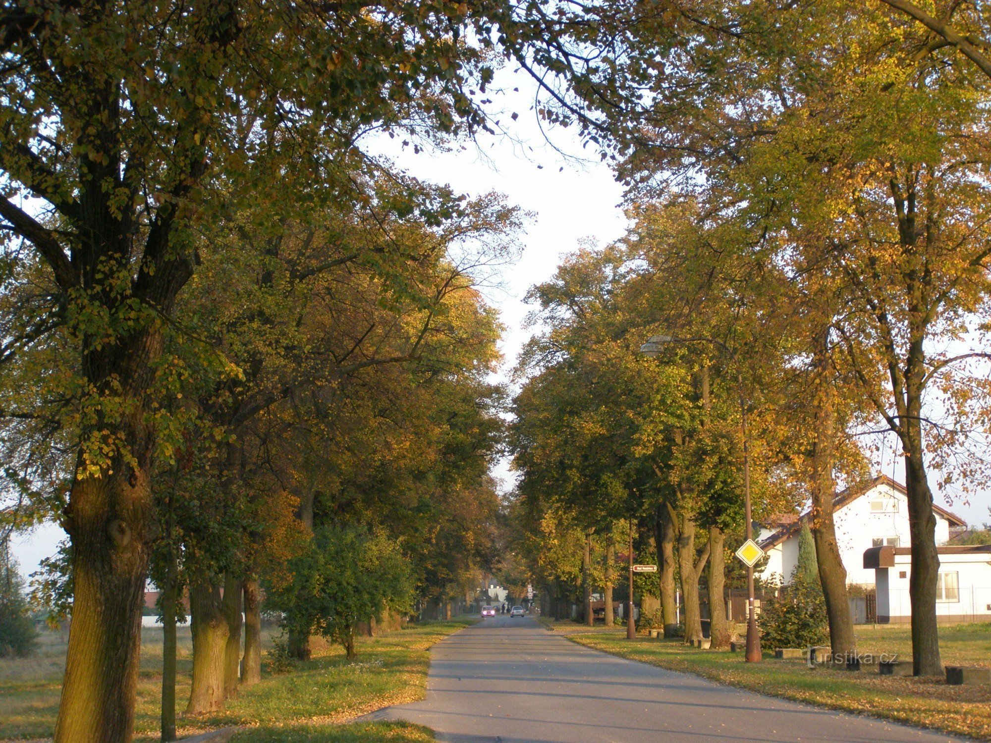 Hradec Králové - viale di tiglio a Nové HK