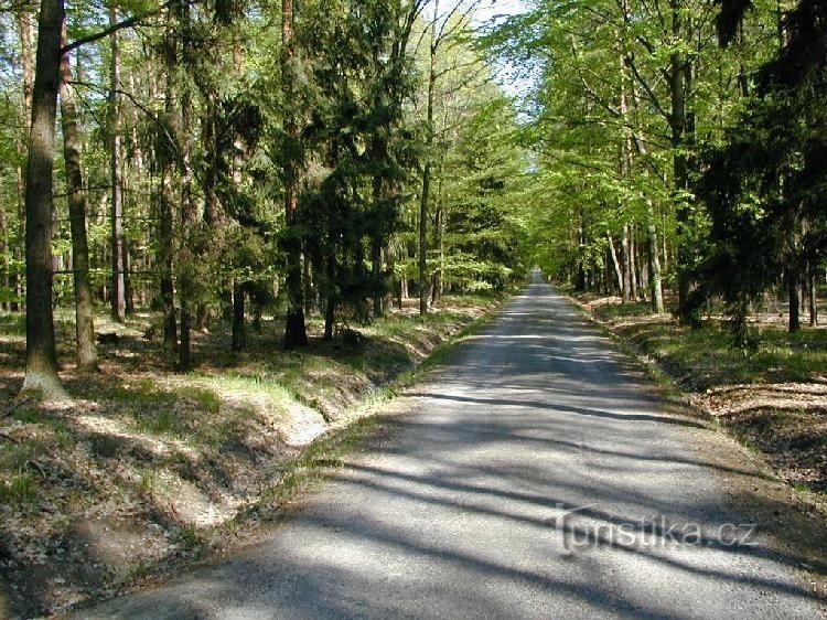 Градецькі ліси