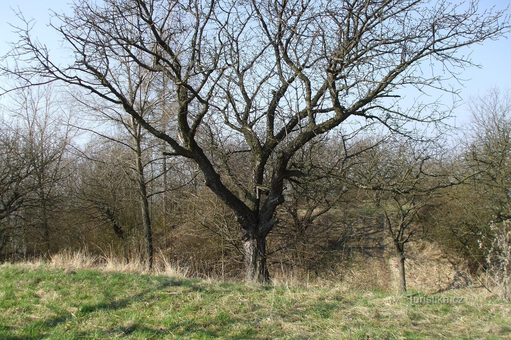 Burg bei Mladá Boleslav