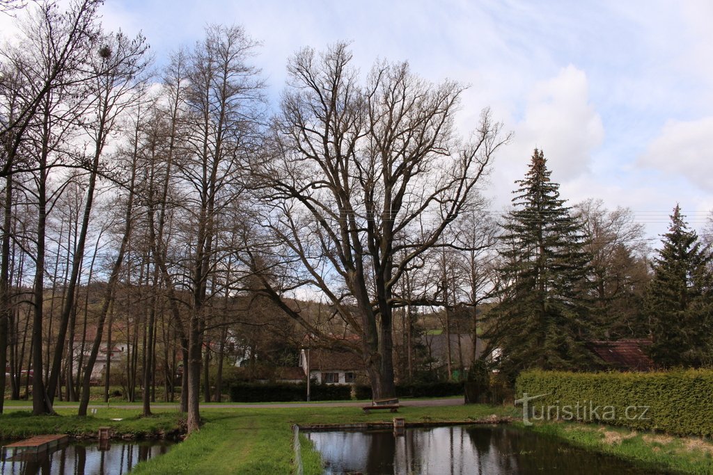 Hrádek near Sušice, memorial oak