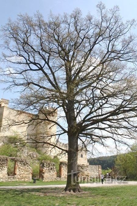 Castle oak at Boskovice Castle