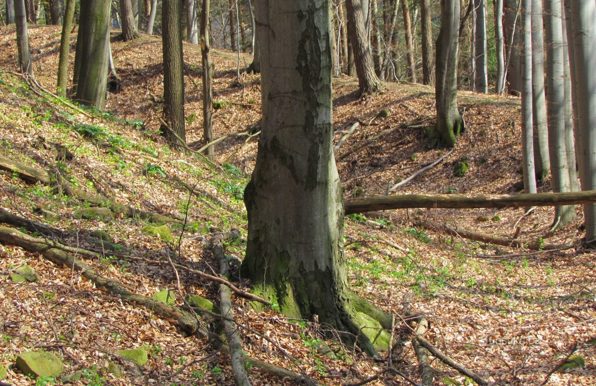 hradní příkop