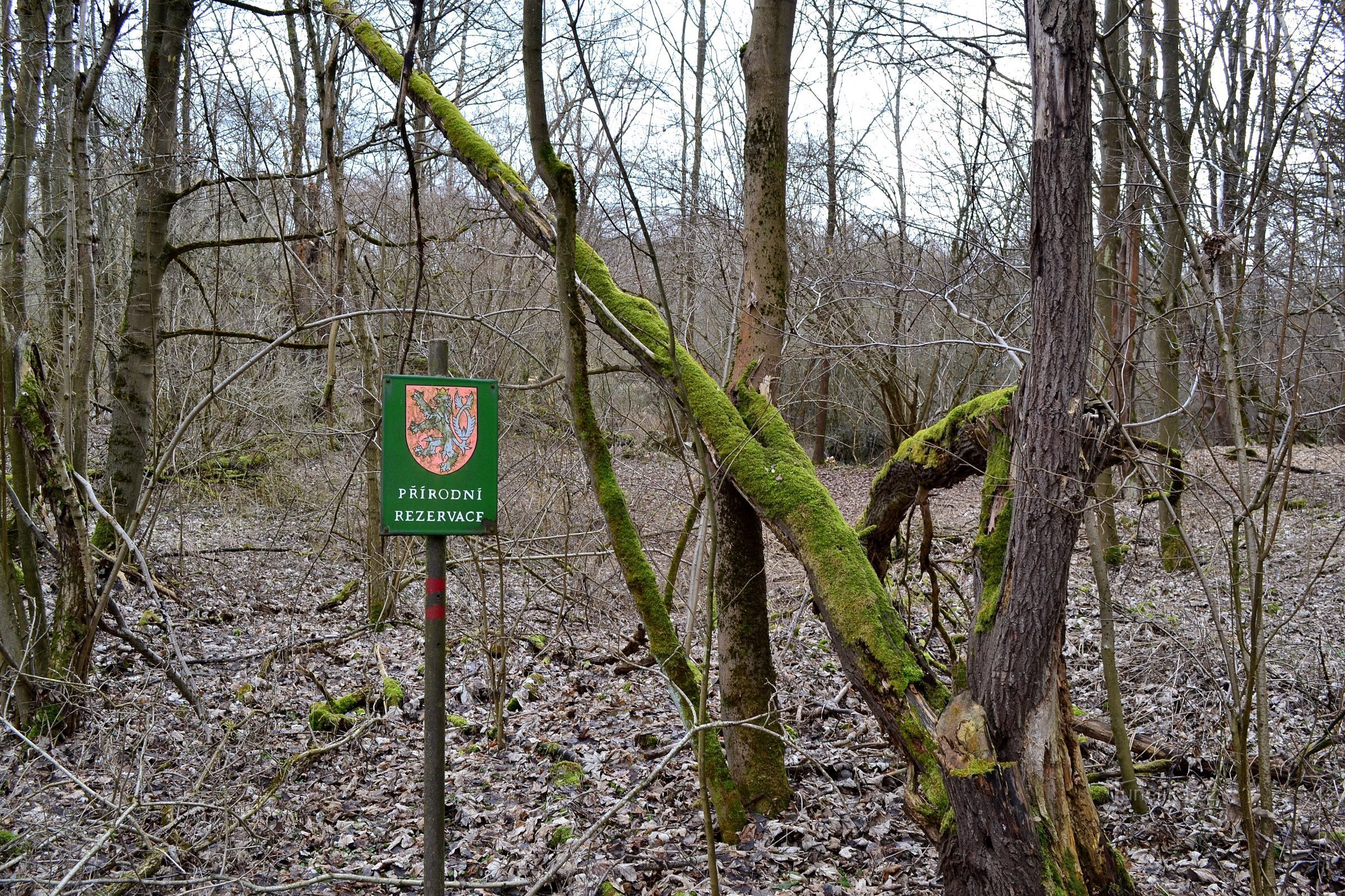 Limita rezervației naturale pe traseul turistic din Pomezná în amonte de râul Ohře