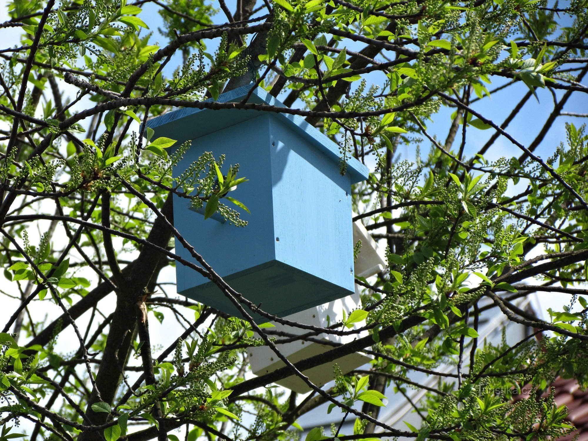 Arborele de margine