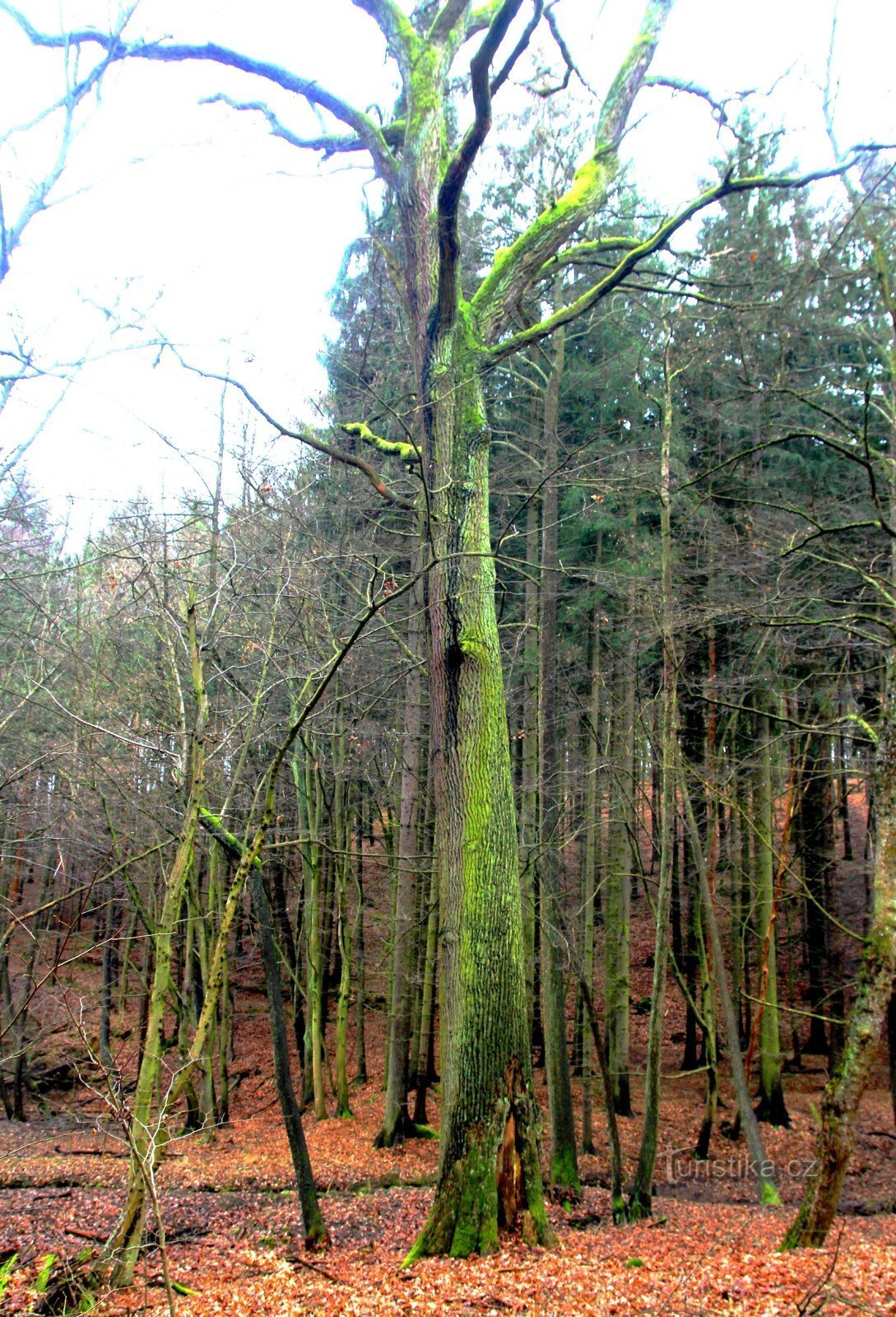 Stejar de graniță în valea pârâului Augšperské