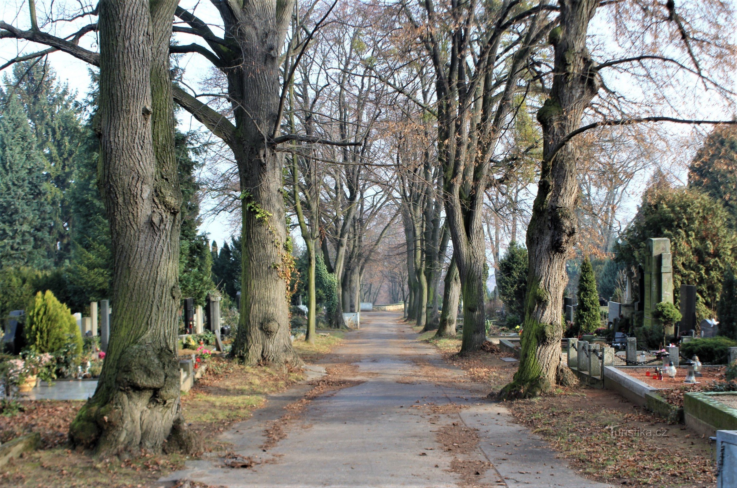Hřbitov je protkán sítí alejí se vzrostlou zelení