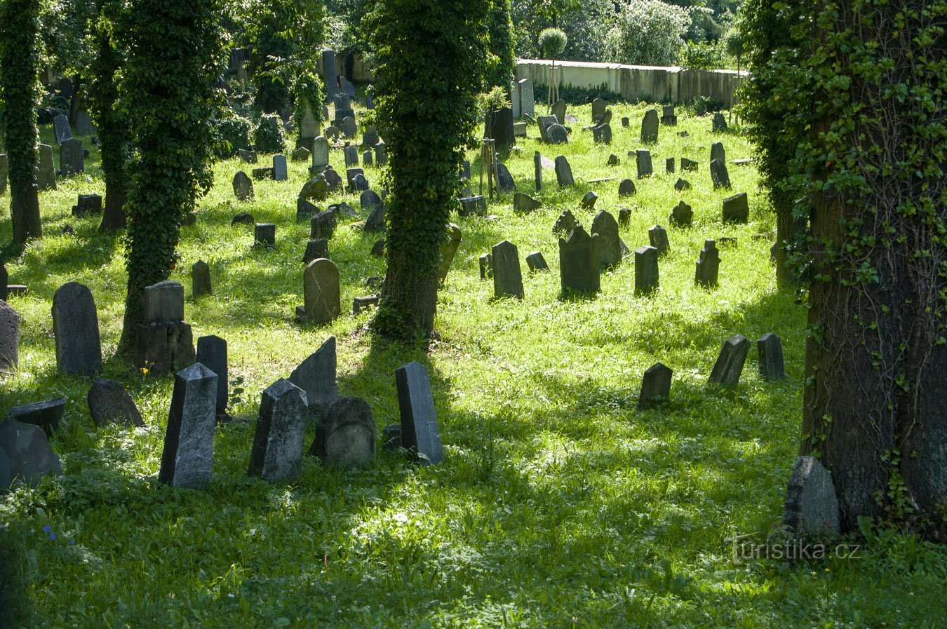 El cementerio se está ahogando en la vegetación.