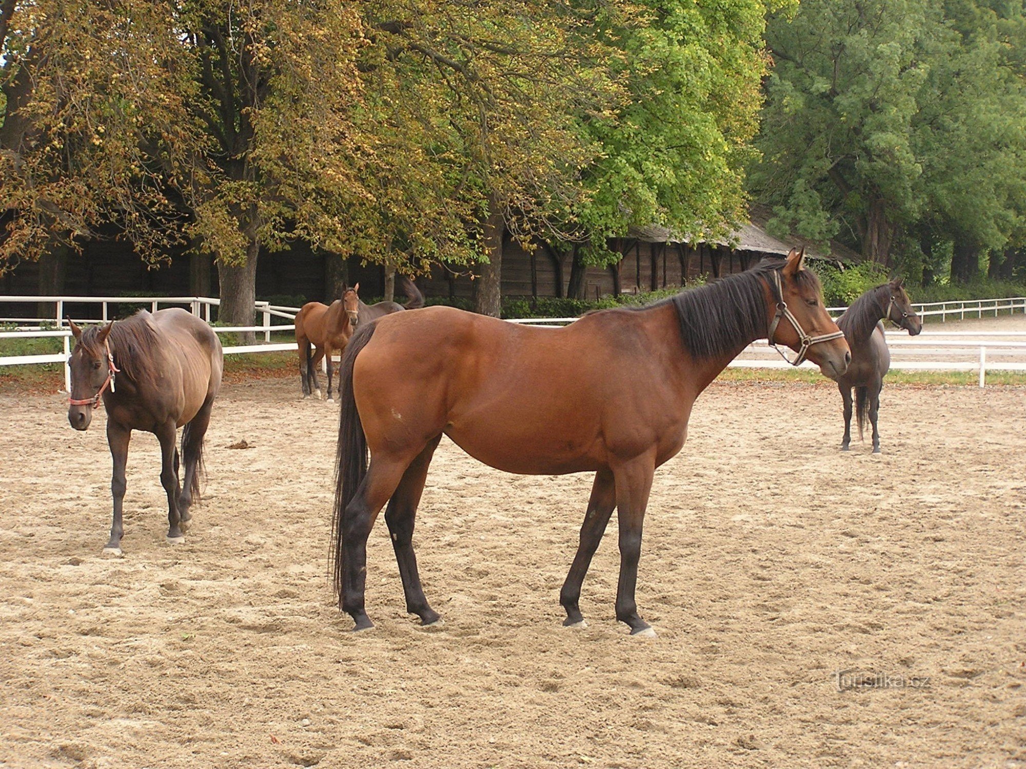 Napajedla stud farm - 19.9.2008