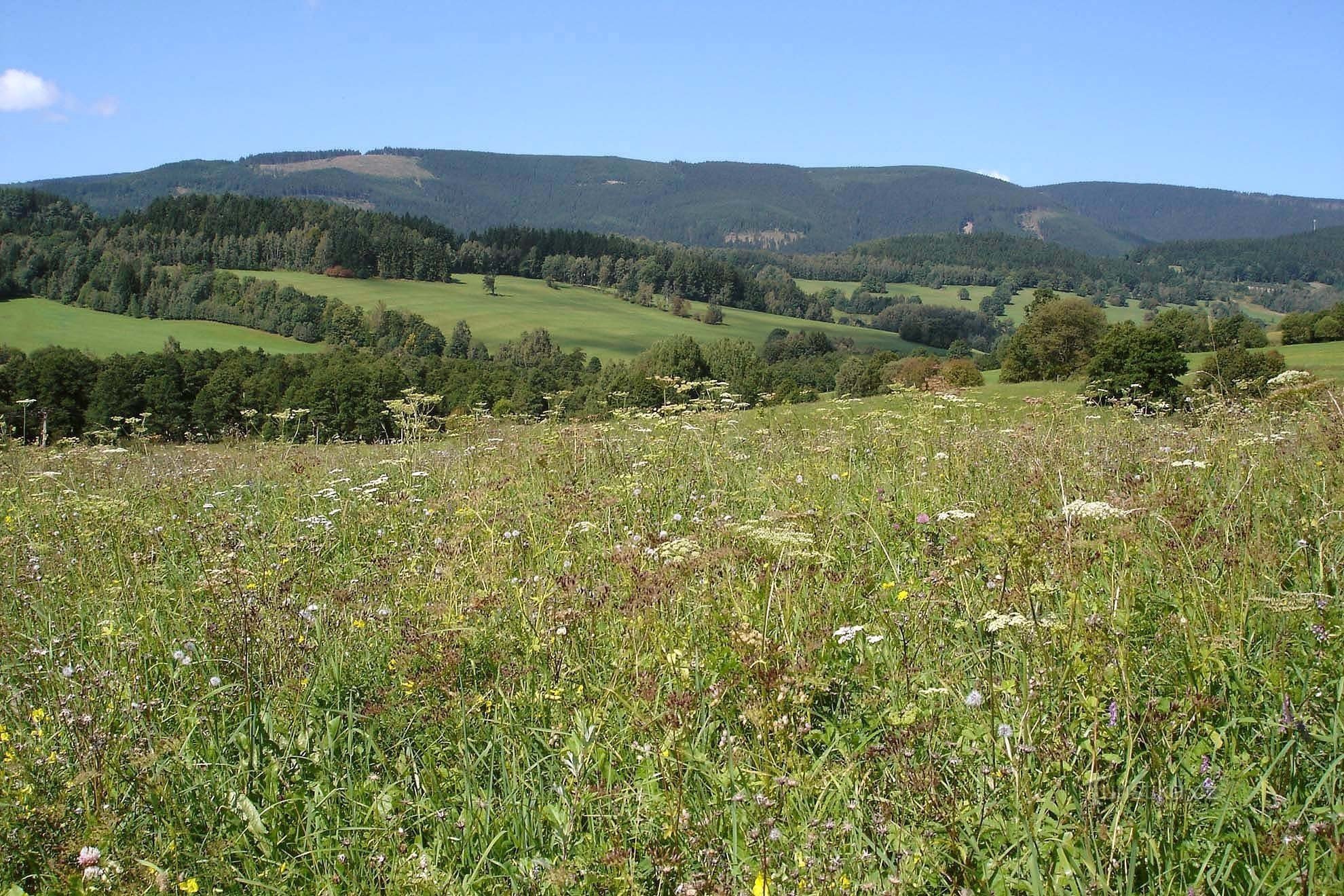 Králický Sněžník ridge