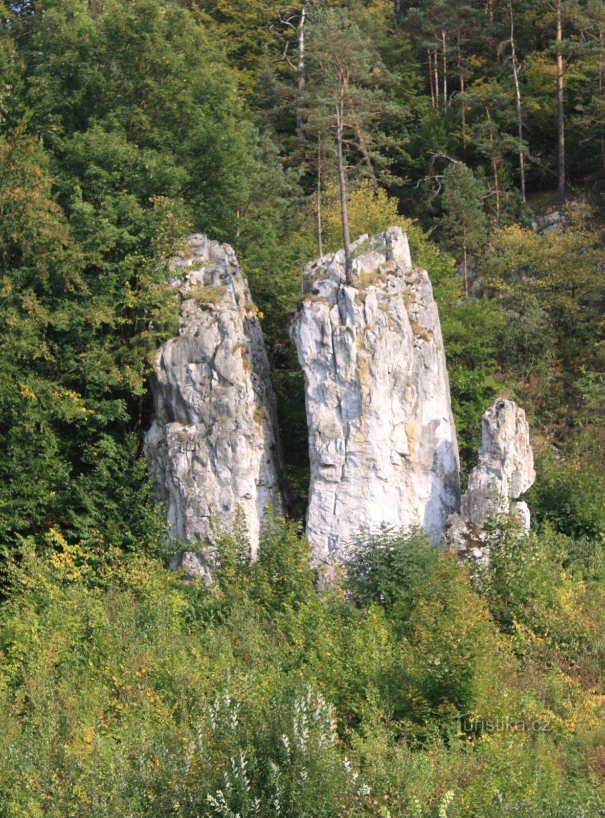 Jakobsmuscheln Vater, Mutter und Sohn