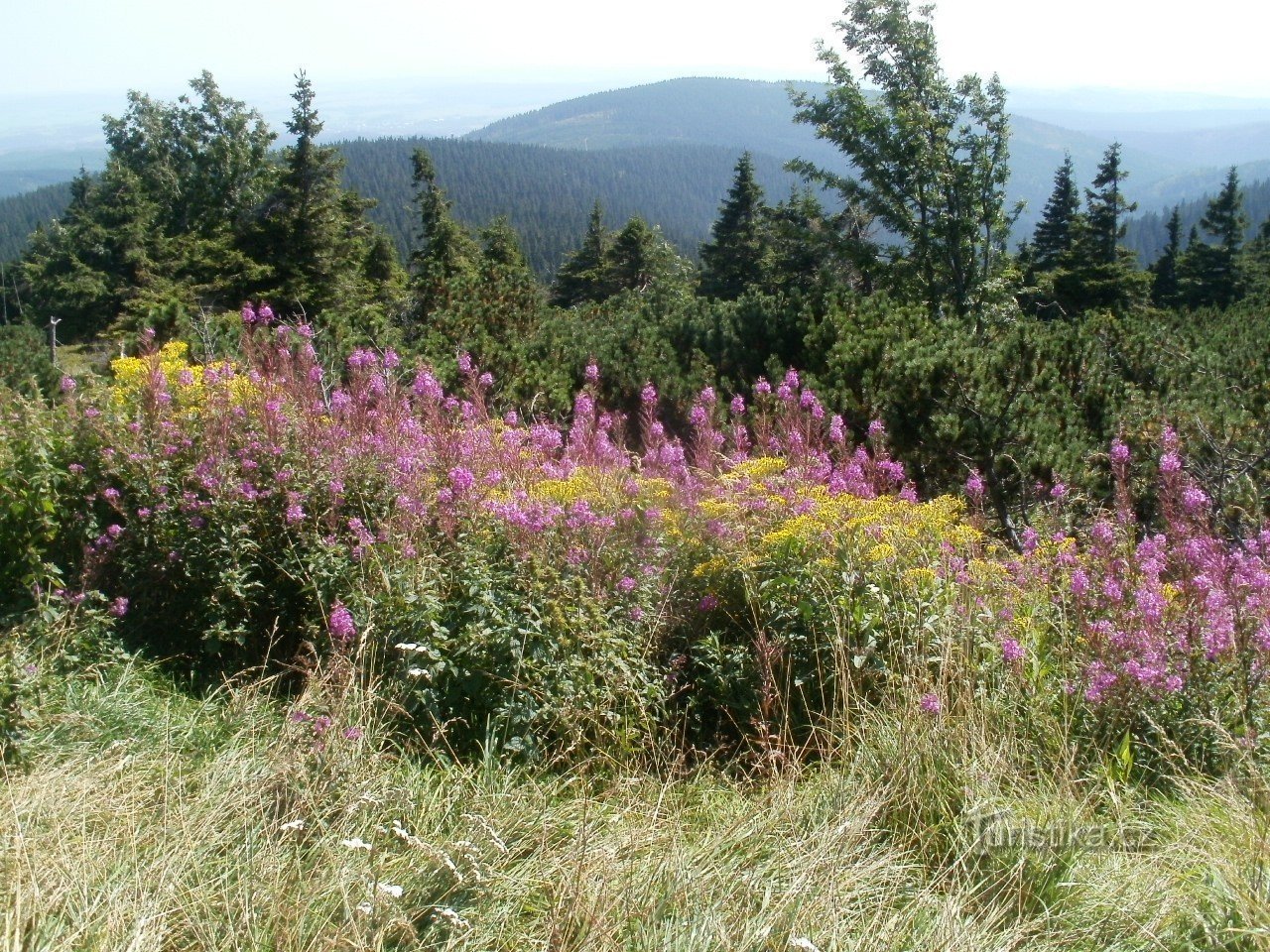 Гребенівка з Jelení studánky