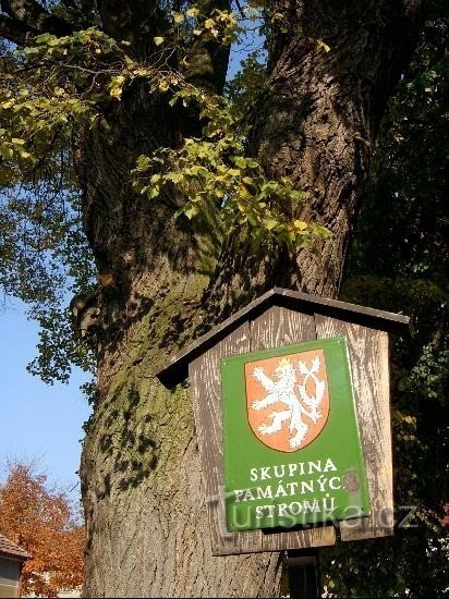 Hředle: un gruppo di alberi commemorativi nel villaggio di Hředle