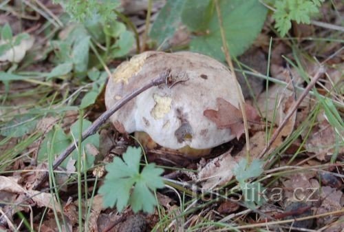 Conformément à son nom, les publications professionnelles caractérisent le champignon miellat comme peu appétissant.