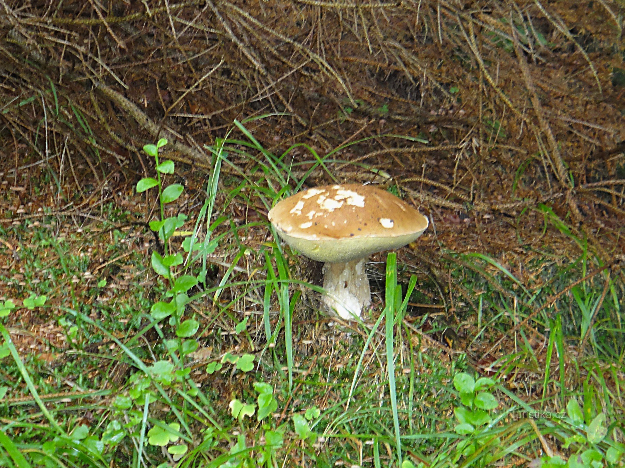 Champignon épicéa près des cascades