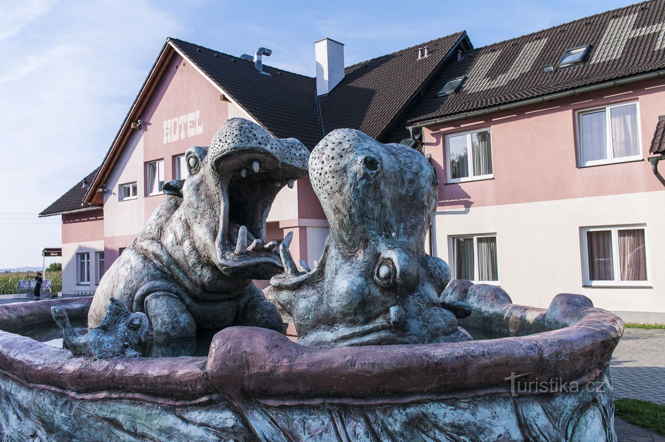 Les hippopotames ouvrent la bouche