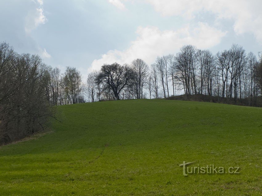 Hrušeň na vrcholu cesty