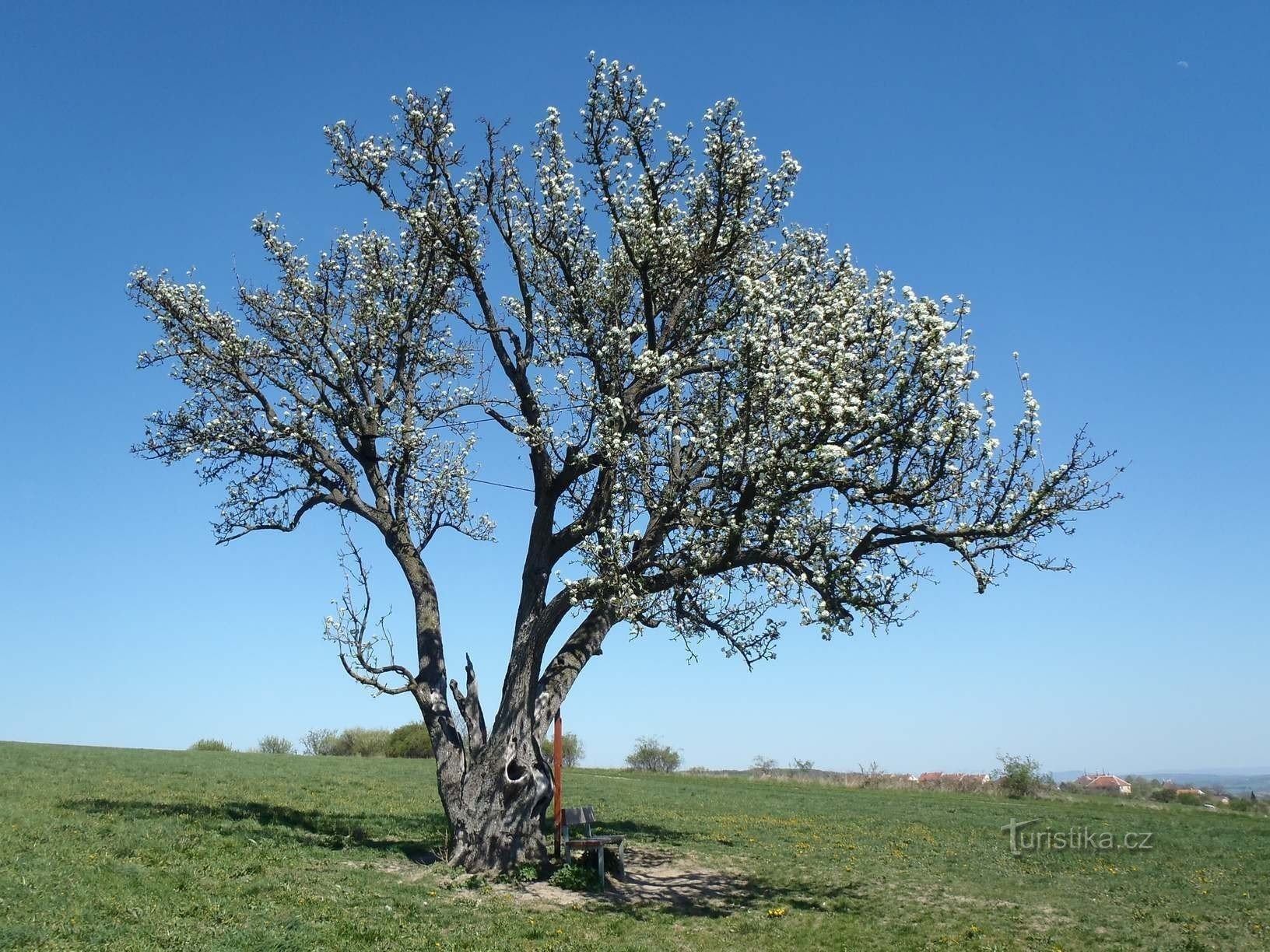 Hrušen Šmigula - 28.4.2012