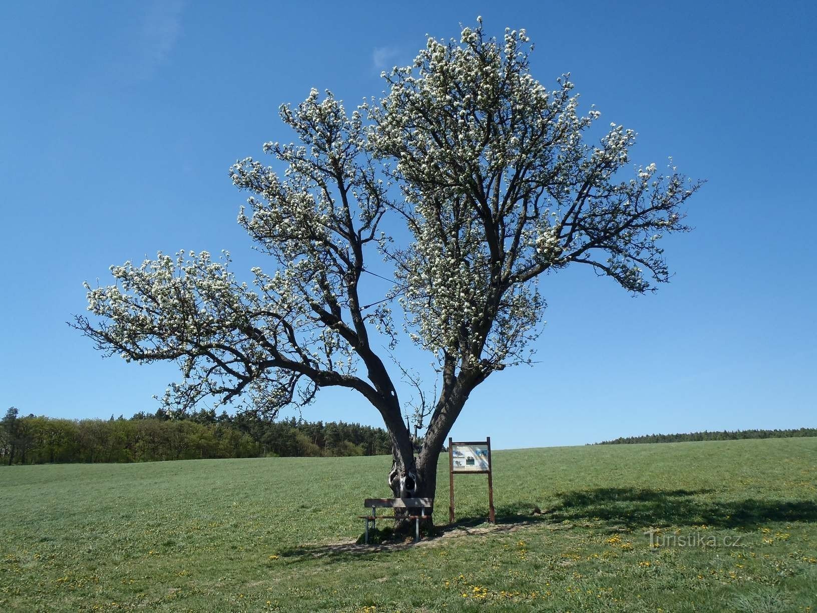 Hrušeň Šmigula - 28.4.2012/XNUMX/XNUMX