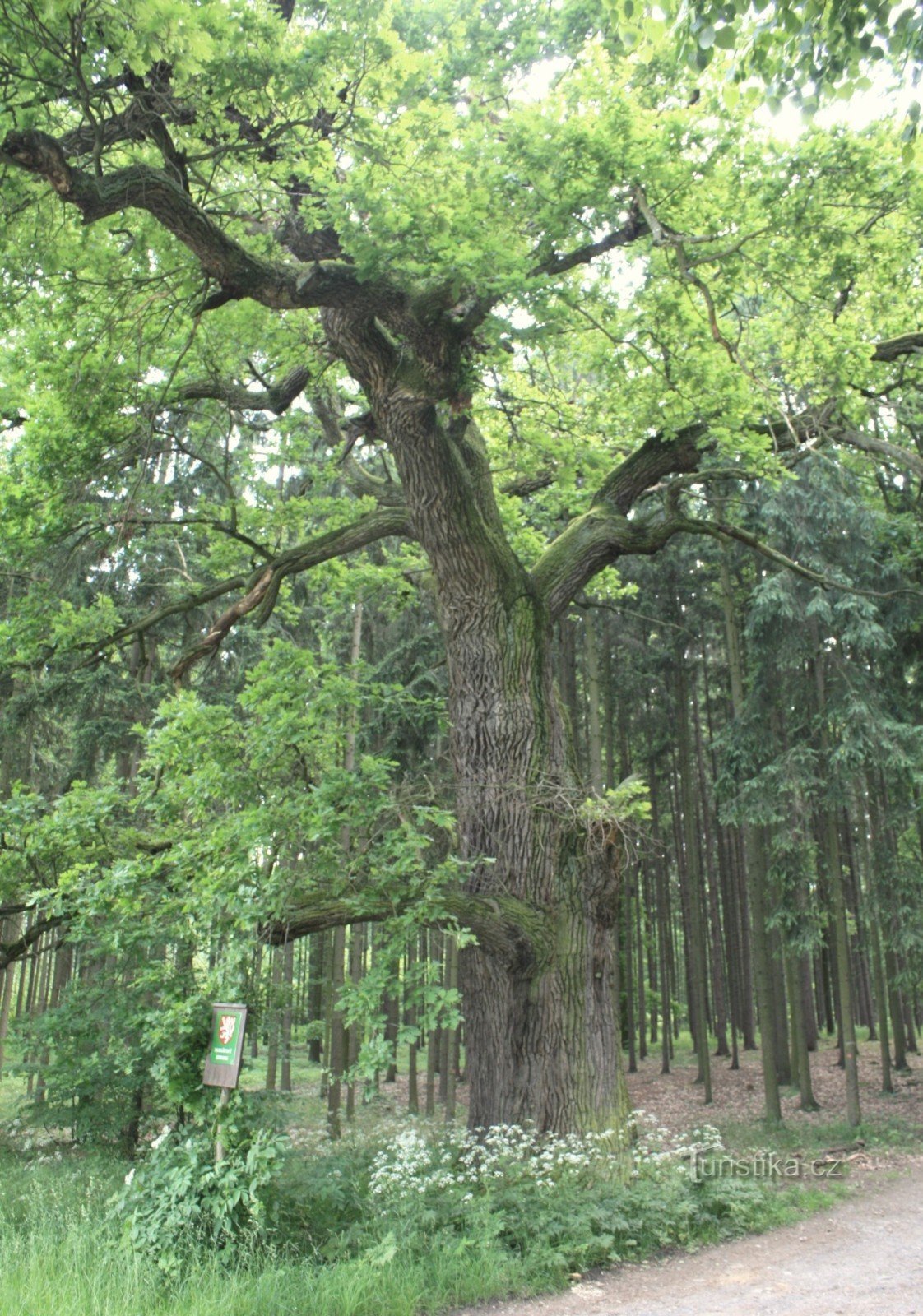 Hubert's Oak