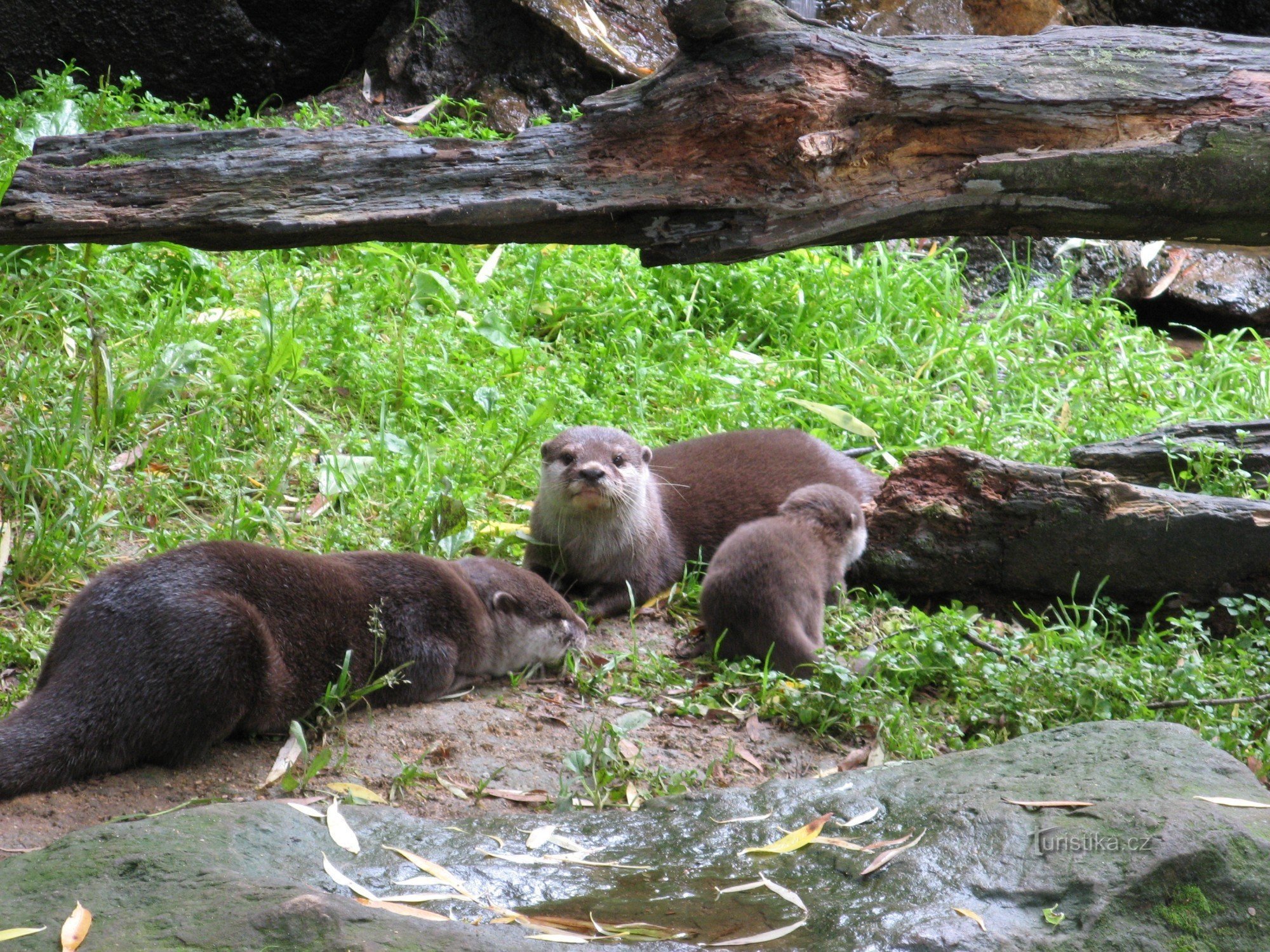 Hurray for the Zoo!