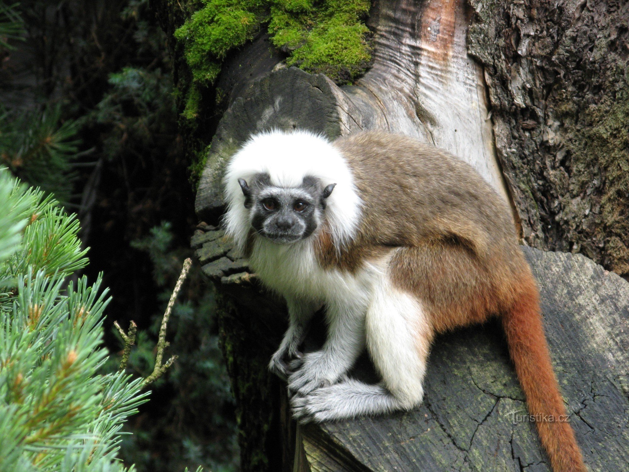 ¡Hurra por el zoológico!