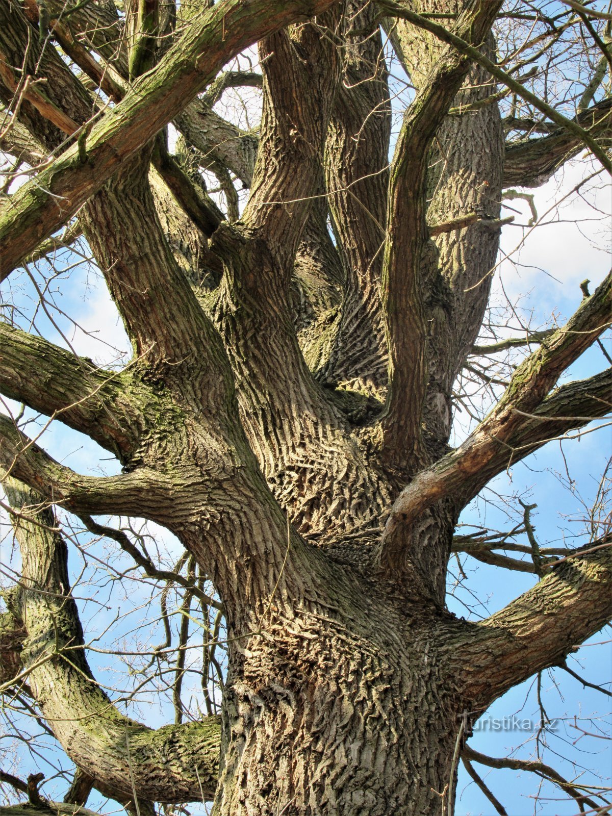 Densamente ramificado na parte central da árvore
