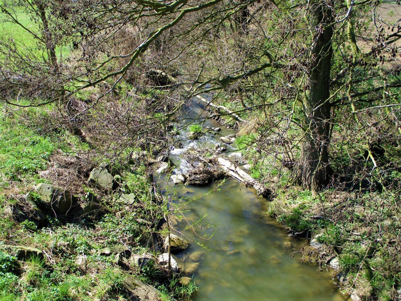 Hustířanka (Habřina, 20.4.2020.)