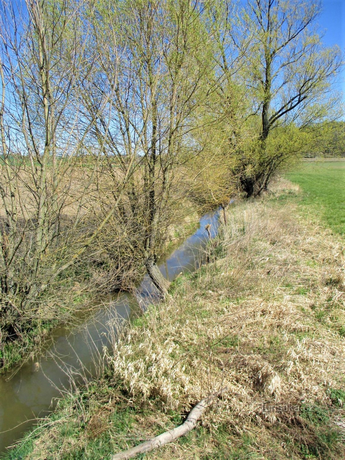 Hustířanka (Habřina, 20.4.2020)