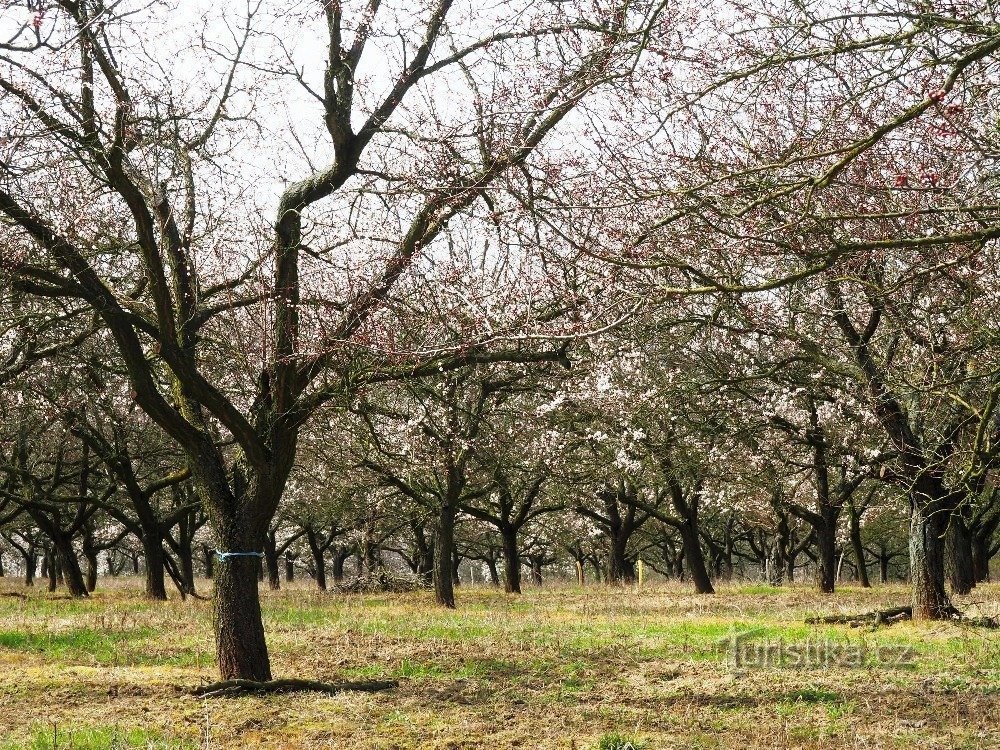 Hustopeče, Festival for blomstrende mandeltræer 2016