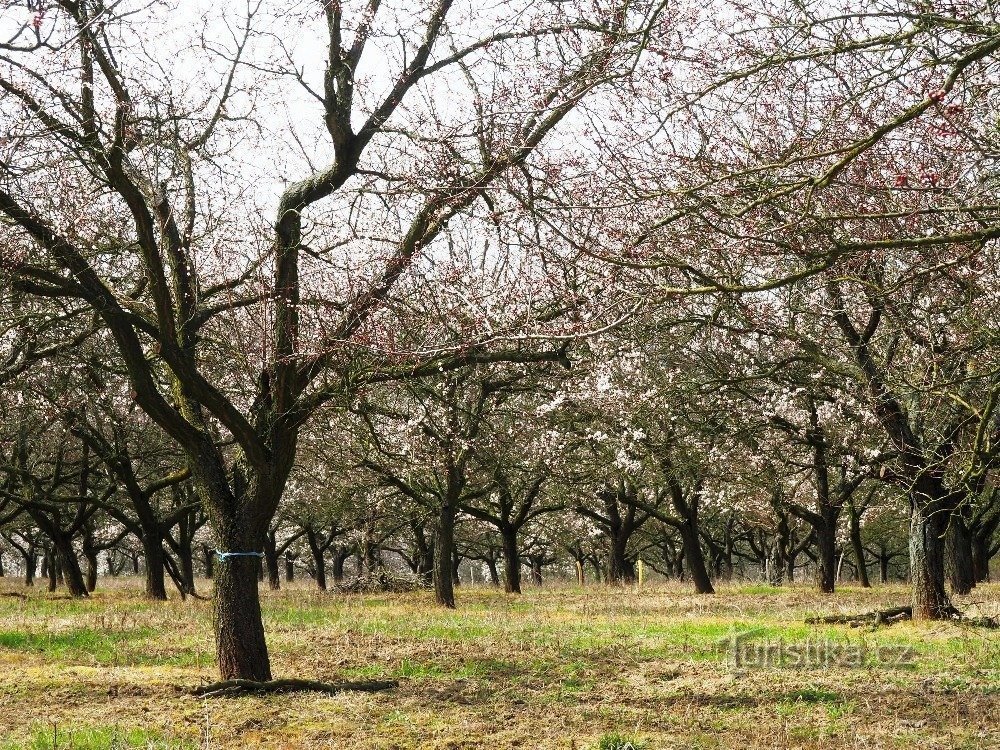 Hustopeče, Festival de los almendros en flor 2016