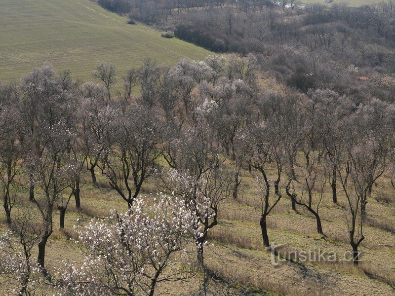 Hustopeče accueille le printemps. Avec du vin et des centaines d'amandiers en fleurs