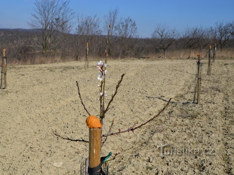 Hustopeče bun venit primăvara. Cu vin și sute de migdali înfloriți