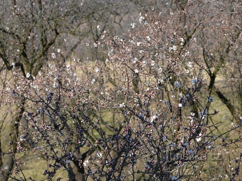 Hustopeče 迎接春天。 有美酒和成百上千棵盛开的杏树