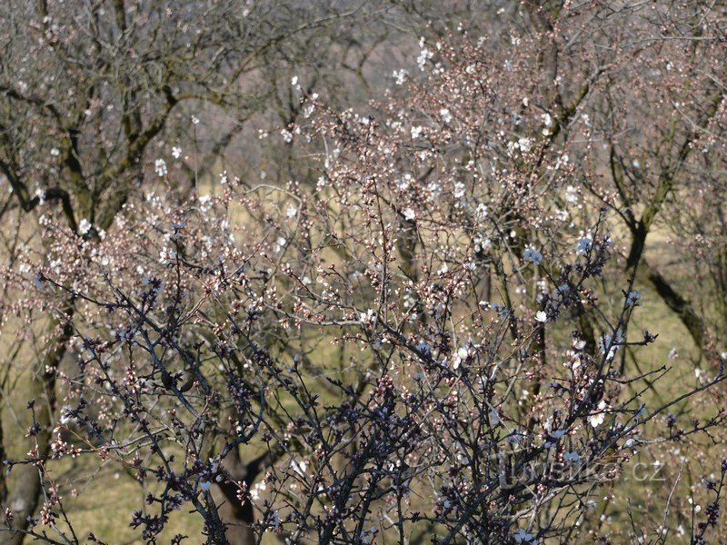 Hustopeče velkommen foråret. Med vin og hundredvis af blomstrende mandeltræer