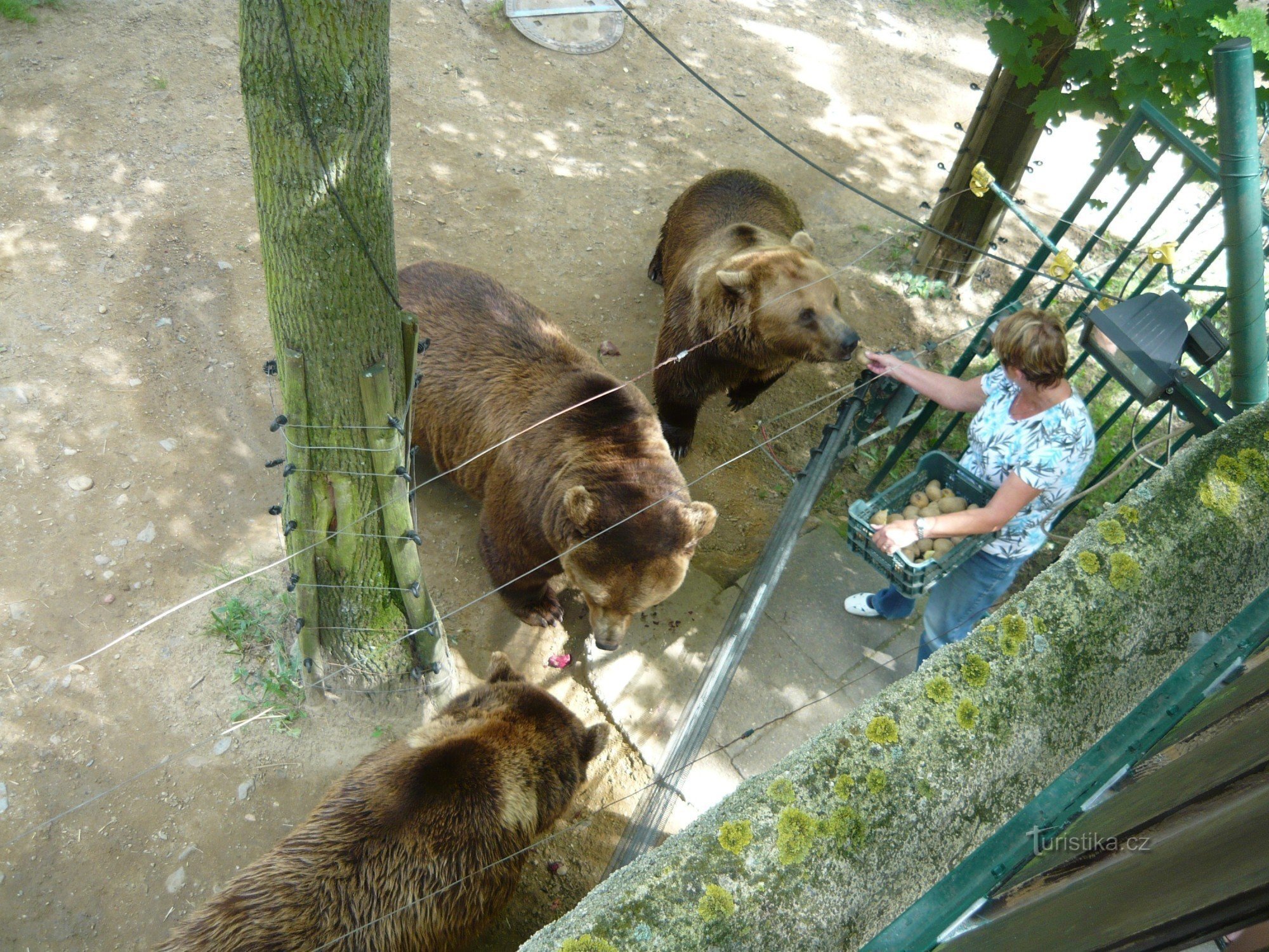 Even bears need lunch