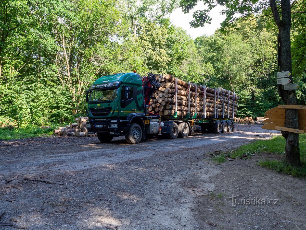 Incluso el Bosque de la Ciudad se vio afectado por la tala.